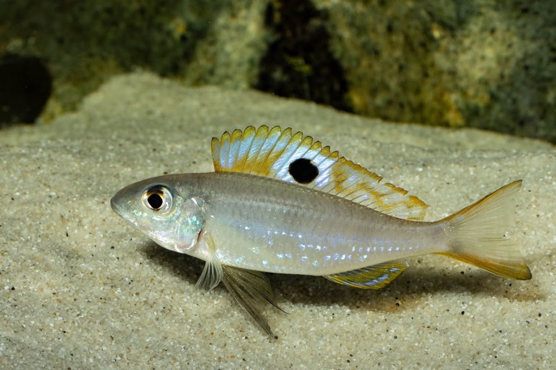 Ectodus descampsii 'Mvuna Island'